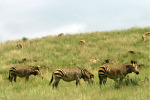 Three Zebras