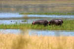Two Hippos