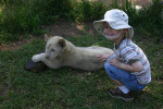 Tyler Pets Lion Cub