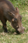 Warthog Up Close