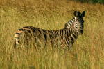 Zebra in Tall Grass