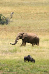 Zebra, Elephant and Wildebeest