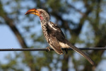 Hornbill