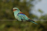 Roller with Bent Beak