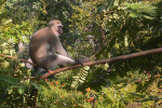 Vervet Monkey in Tree