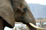 Elephant Close Up