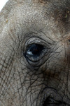 Elephants Eye