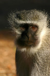 Monkey 1