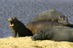Baby Hippo Complains Again