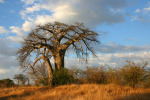 Baobab Tree