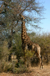 Giraffe Reaches High