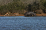 Hippo and Impala