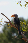 Hornbill
