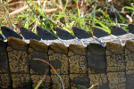 Croc Back
