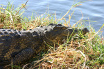 Croc Facing Water