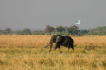 Elephant and Botswana Flag