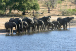 Elephants Line Up For Drink