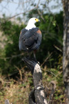Fish Eagle