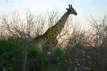 Giraffe in Sunrise