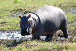 Hippo in Mud 3