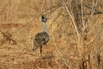 Kori Bustard
