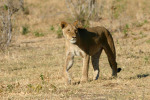 Lion Returning