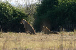 Lions Watching Prey