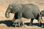 Mother and Baby Elephants