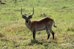 Red Lechwe