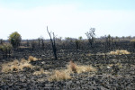 Result of Wildfires 2