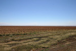 Sorghum as Far as You Can See