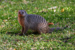 Striped Mongoose