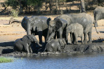 Two Elephants Stuck in Mud