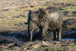Very Muddy Elephant