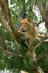 Another Lion in Tree 2