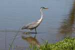 Black Headed Heron