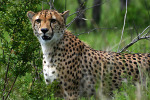 Cheetah 4