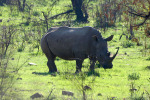 Clean Rhino