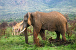 Elephant and Giraffe 2