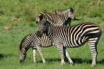 Lots of Stripes