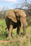 Mad Mama Elephant
