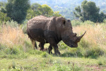 Muddy Rhino