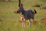 Nice Zebra Shot