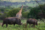 Rhinos, Giraffe and Elephant