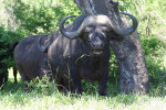 Water Buffalo