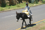 Boy on Donkey