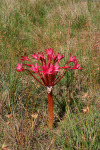Strange Red Flower
