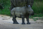 Baby Rhino