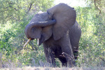 Elephant Scratching Ear