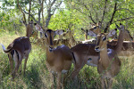Impala Harem